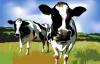 NZ farming ... we're doing our bit, says PM.