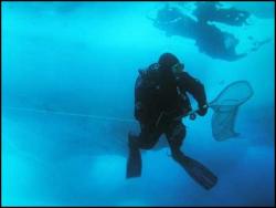 Juergen Kolb diving for marine leeches