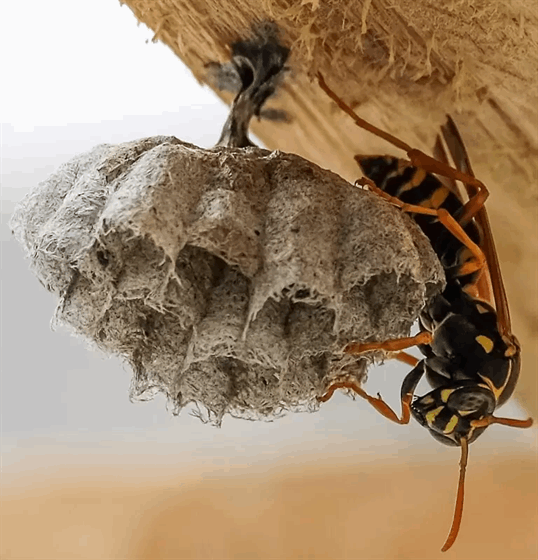 Nest of Asian (paper) wasp