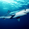 Blue shark Blue shark