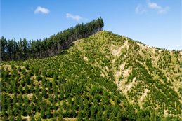 Waihora Forest, Gisborne – land currently for sale.