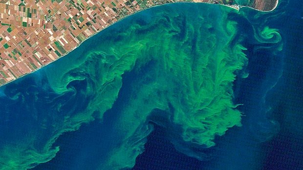 Blue-green algae