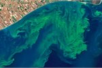 Blue-green algae Blue-green algae