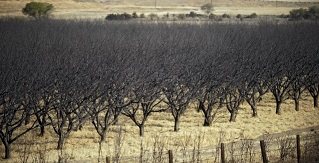 Dead almond trees in California