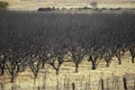 Dead almond trees in California Dead almond trees in California
