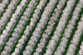 Rows of almond trees in California.