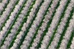 Rows of almond trees in California. Rows of almond trees in California.