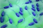 Cholera bacteria Cholera bacteria