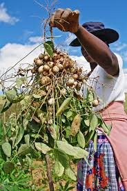 Bambara ... nutritious groundnut.