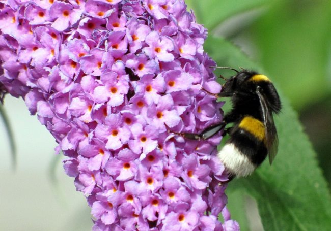 The role bumblebees play as plant pollinators is vital in providing food for humans and wildlife.