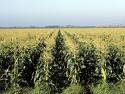 Biofuel crop ... big contributor