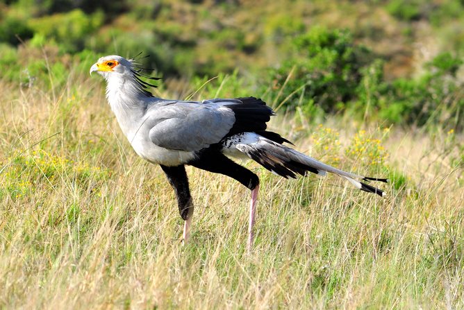 To have any chance of coaxing species like the Secretary bird back from the brink of extinction we must reconcile the pressures of food production with the need for nature conservation