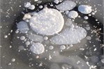 After the permafrost thaws: Frozen methane bubbles, Alaska. After the permafrost thaws: Frozen methane bubbles, Alaska.