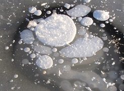 After the permafrost thaws: Frozen methane bubbles, Alaska.