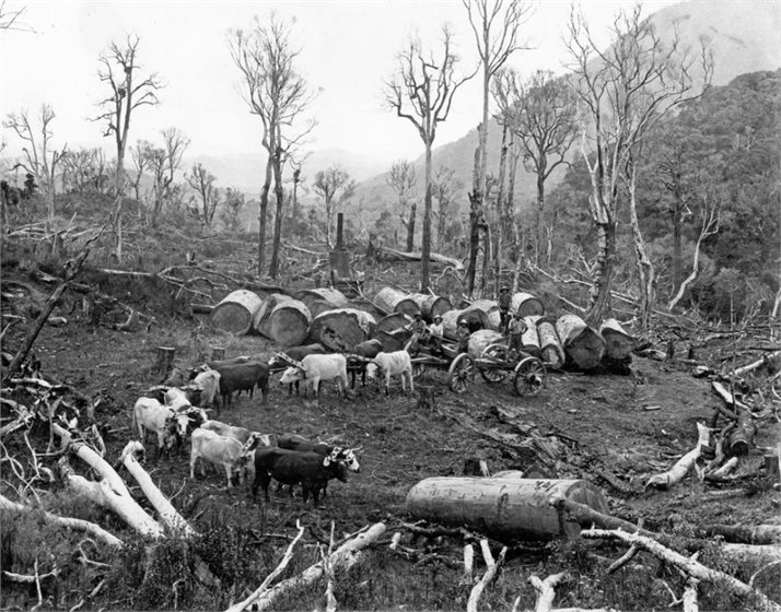 19th Century deforestration accounts for some of NZ's historic C02 emissions