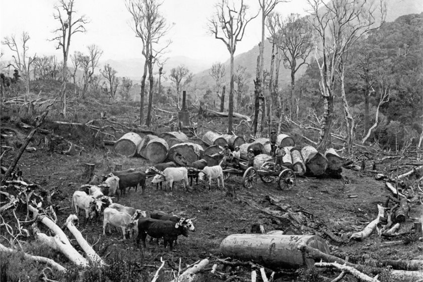 19th Century deforestration accounts for some of NZ's historic C02 emissions