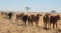 Cattle country ... putting the trees back.