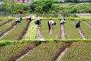 Rural China ... help for the provinces.
