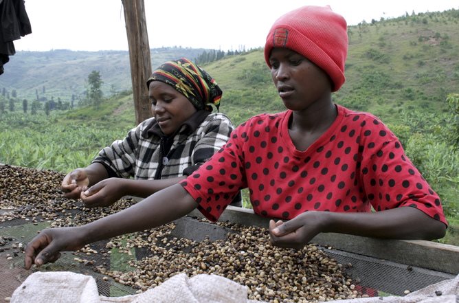 Coffee is one of Africa’s major exports.