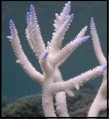 A strong El Niño is set to worsen the plight of coral in 2016.