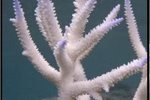 A strong El Niño is set to worsen the plight of coral in 2016. A strong El Niño is set to worsen the plight of coral in 2016.