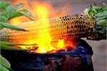 Bio fuel bill backing going up in smoke? Bio fuel bill backing going up in smoke?
