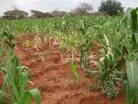 An experimental maize field in Kiboko, Kenya.