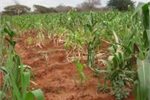An experimental maize field in Kiboko, Kenya. An experimental maize field in Kiboko, Kenya.