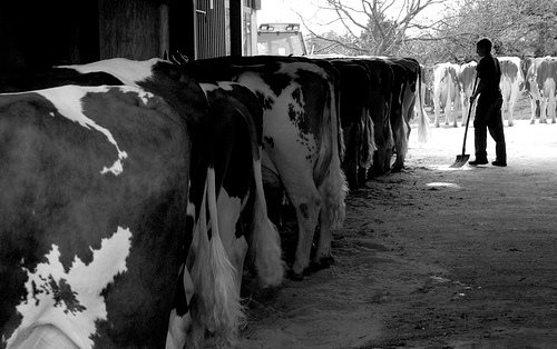 Water quality second in nw label requirements.. will our dirty dairies pass?