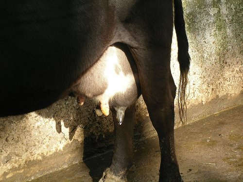 Agriculture could have milked extra millions early under Labour deal