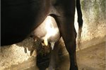 Agriculture could have milked extra millions early under Labour deal Agriculture could have milked extra millions early under Labour deal