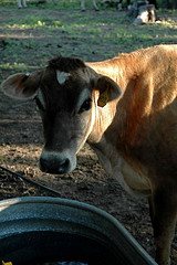 Genome work will become "milestone" in animal science