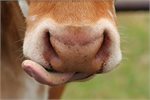 Big immediate 60%+ nitrous oxide emissions cut possible for dairy farming Big immediate 60%+ nitrous oxide emissions cut possible for dairy farming