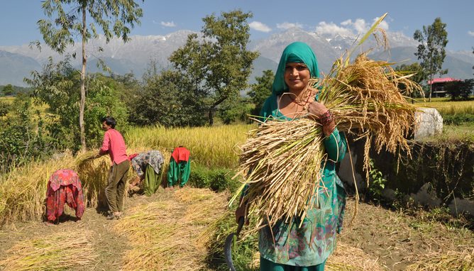 India has been sweltering recently – but plants can cope better than people.