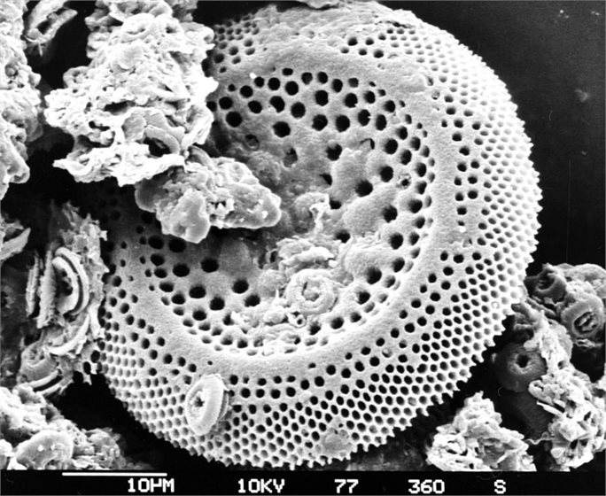 Fossil diatoms from marine sediments: their descendants reject rising CO2.