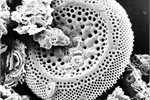 Fossil diatoms from marine sediments: their descendants reject rising CO2. Fossil diatoms from marine sediments: their descendants reject rising CO2.
