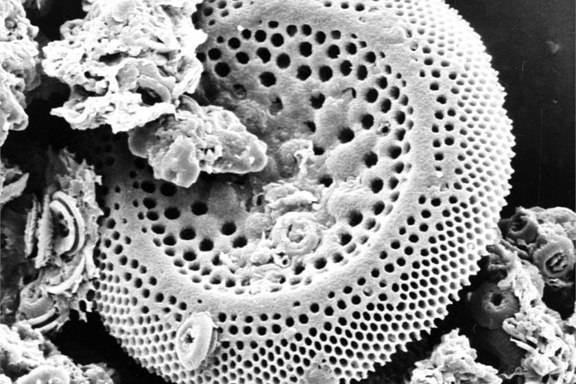 Fossil diatoms from marine sediments: their descendants reject rising CO2.