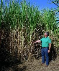 Elephant grass ... multi-purpose crop.