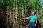 Elephant grass ... multi-purpose crop. Elephant grass ... multi-purpose crop.