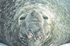 Elephant seal ... doing the job for climate change.