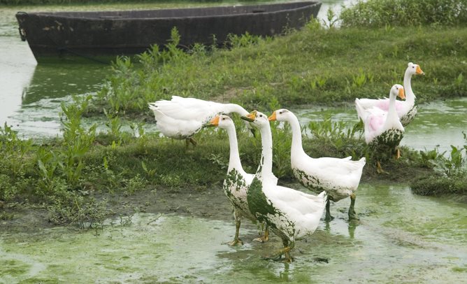 Price of progress ... this lake is not supposed to be green.