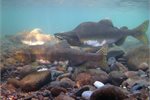 Pink salmon is one of the species jeopardised by the impact of carbon dioxide emissions. Pink salmon is one of the species jeopardised by the impact of carbon dioxide emissions.
