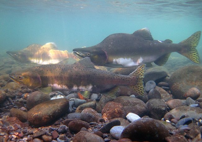 Pink salmon is one of the species jeopardised by the impact of carbon dioxide emissions.