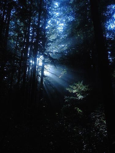 Net deforestation 19,000 ha, not 13,000ha forecast