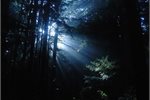 Net deforestation 19,000 ha, not 13,000ha forecast Net deforestation 19,000 ha, not 13,000ha forecast