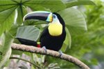 Citron-throated toucan Citron-throated toucan
