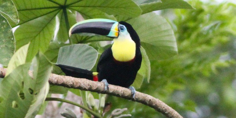 Citron-throated toucan