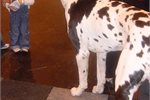 ACT: Beware the great dane puppy - climate change ACT: Beware the great dane puppy - climate change
