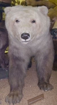 The grolar bear ... it's happening already.