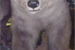 The grolar bear ... it's happening already. The grolar bear ... it's happening already.
